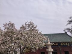 -天津大悲禅院