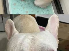 -萌宠之家·腊肠犬·马尔泰·小体犬舍