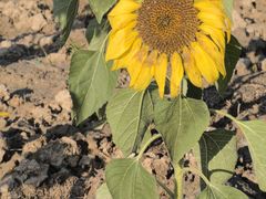 -汉长安城未央宫国家考古遗址公园