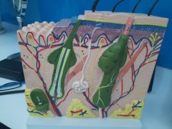 -大麦微针植发丨全国连锁