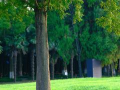 -黄海国家森林公园