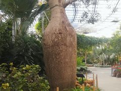 -北京植物园-展览温室