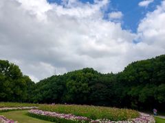 -上海共青森林公园