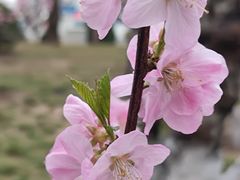 -海棠花溪(元大都城垣遗址公园)