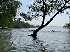 -宝安西湾红树林湿地公园