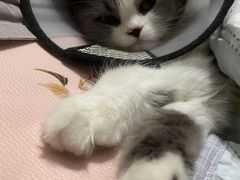 -派特宠物医院(圆融广场店)