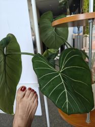 点击看大图 -AGAXI美甲美睫