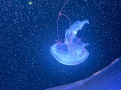 -欢乐海岸海洋奇梦馆