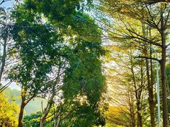 -凤岗南门山森林公园