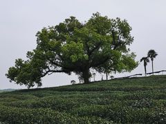 -茅家埠