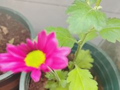 -中环花鸟鱼虫市场