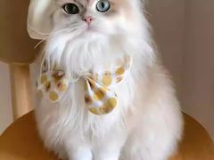 -爱侣宠医·鹦鹉专科·小型哺乳类·异宠专科(灵石路店)