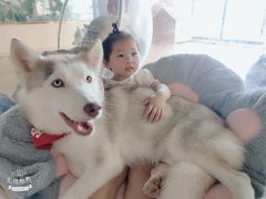 -Husky Go! 哈士奇体验馆·宠物咖啡厅狗咖