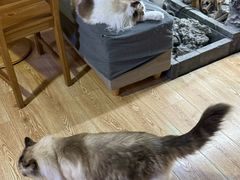 -白兔子密室(长寿路店)