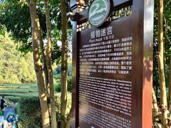 -大屏嶂森林公园