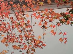 -秋霞圃