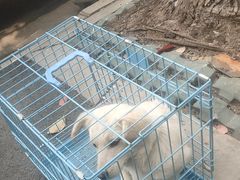-伟伟宠物医院·CT影像中心·瑞派犬猫综合性门诊(汉口总院)