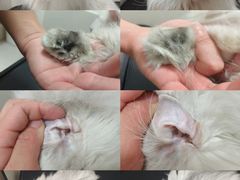 -悠尼宠物·独立低压伊珊娜洗护·美容·寄养(兰谷路店)