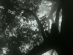 景点-旗山国家森林公园