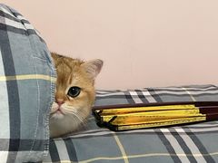 -欣宠猫屋·矮脚拿破仑·蓝金金渐层