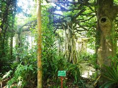 -广西壮族自治区药用植物园
