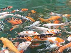 -西双版纳原始森林公园
