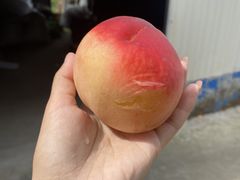 -老袁家蜜桃农场·阳山水蜜桃