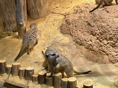 -正佳雨林生态植物园