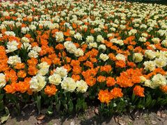 -上海鲜花港