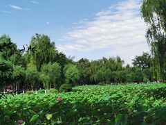 -桂湖森林公园