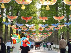 -黄海国家森林公园