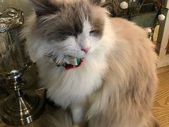 -共舞时光猫咖·狗咖(新街口店)