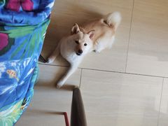 -美联众合动物医院·内科·皮肤科·外科(古城分院)