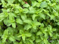 -北边的花店(泛悦城市广场店)