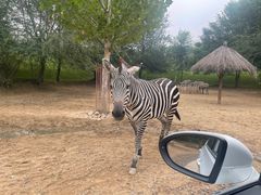 -北京野生动物园