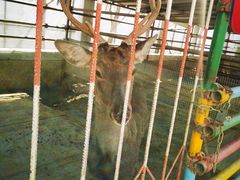 -南宫五洲植物乐园