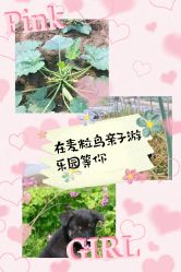 -麦粒鸟亲子游