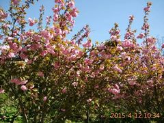 -洛阳郁金香牡丹园