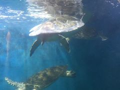 -青岛海底世界-水族馆