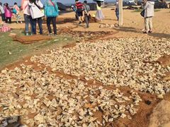 -尼甘布海鲜市场