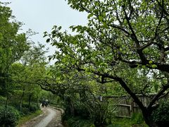 -雨花胜境
