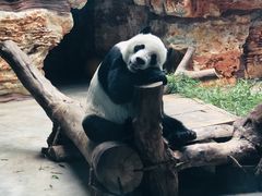 -石家庄市动物园