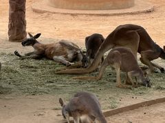 -石家庄市动物园