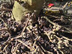 -海南热带野生动植物园