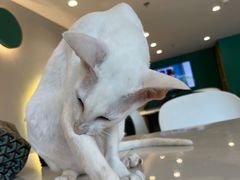 -飞行喵MR PILOT|猫舍·猫咖(静安大融城店)