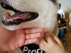 prado-Husky Go! 哈士奇体验馆·宠物咖啡厅狗咖