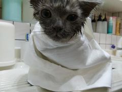 -猫大福·Fortune Cat猫舍(百子湾店)