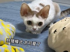-山宅一喵德文卷毛猫舍