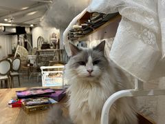 -共舞时光猫咖·狗咖(新街口店)
