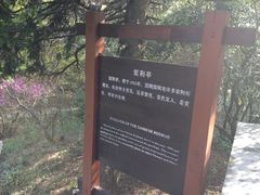 景点-庐山风景区花径公园